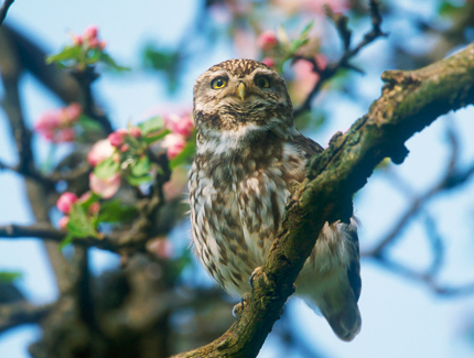 Foto: Steinkauz im Obstbaum