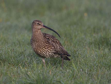 Foto: Grosser Brachvogel