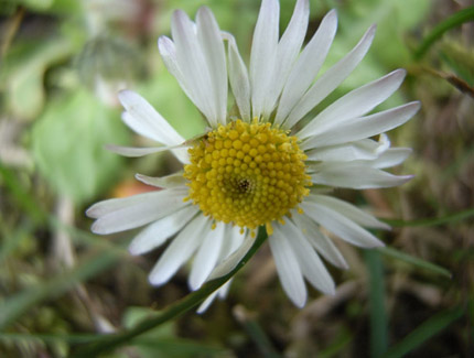 Foto: Blüte des Gänseblümchens