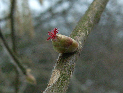 Foto: Weibliche Blüte der Hasel