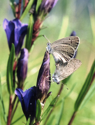 Foto: Kleiner Moorbläuling auf Lungen-Enzian