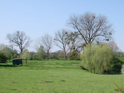 Foto: Misteln in unbelaubtem Baum