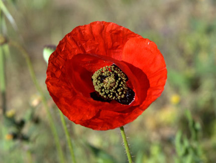 Foto: Klatschmohn-Blüte