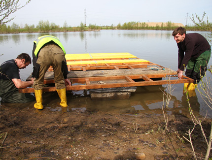 Bau eines Flussseeschwalben-Floßes