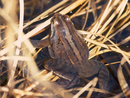 Foto: Moorfrosch