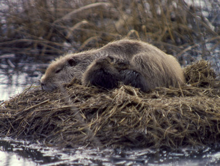 Foto: Nutria