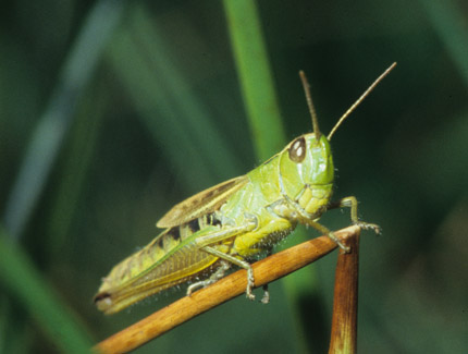 Foto: Gemeiner Grashüpfer