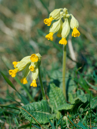 Foto: Schlüsselblume