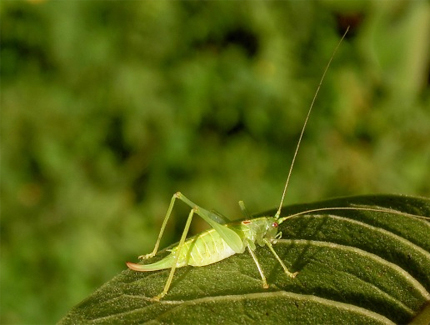 Foto: Südliche Eichenschrecke