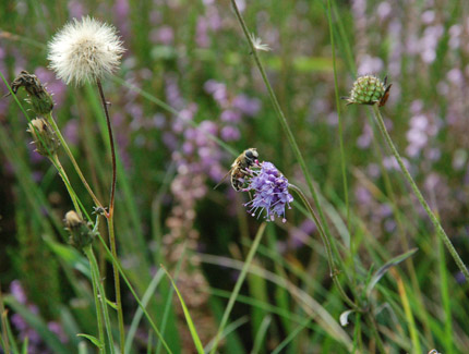 Foto: Teufelsabbiss in Wiese