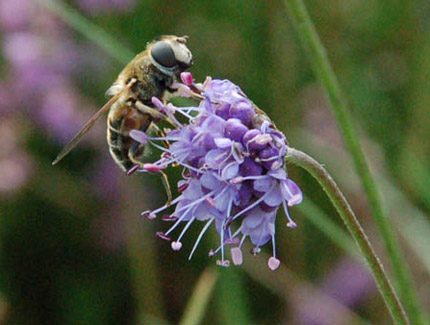 Foto: Teufelsabbiss mit Biene