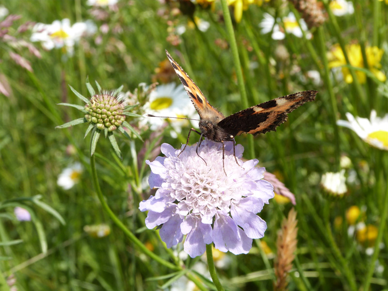 Foto: Blüte der Tauben-Skabiose